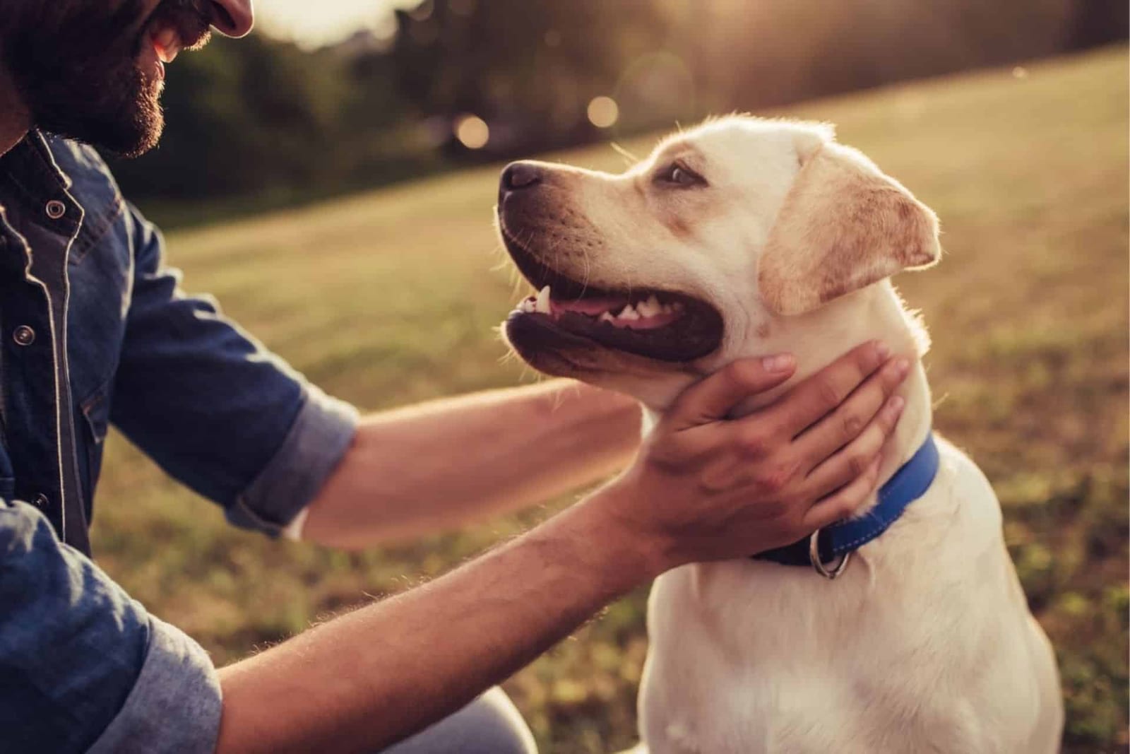 VetCare Animal Hospital - Denver