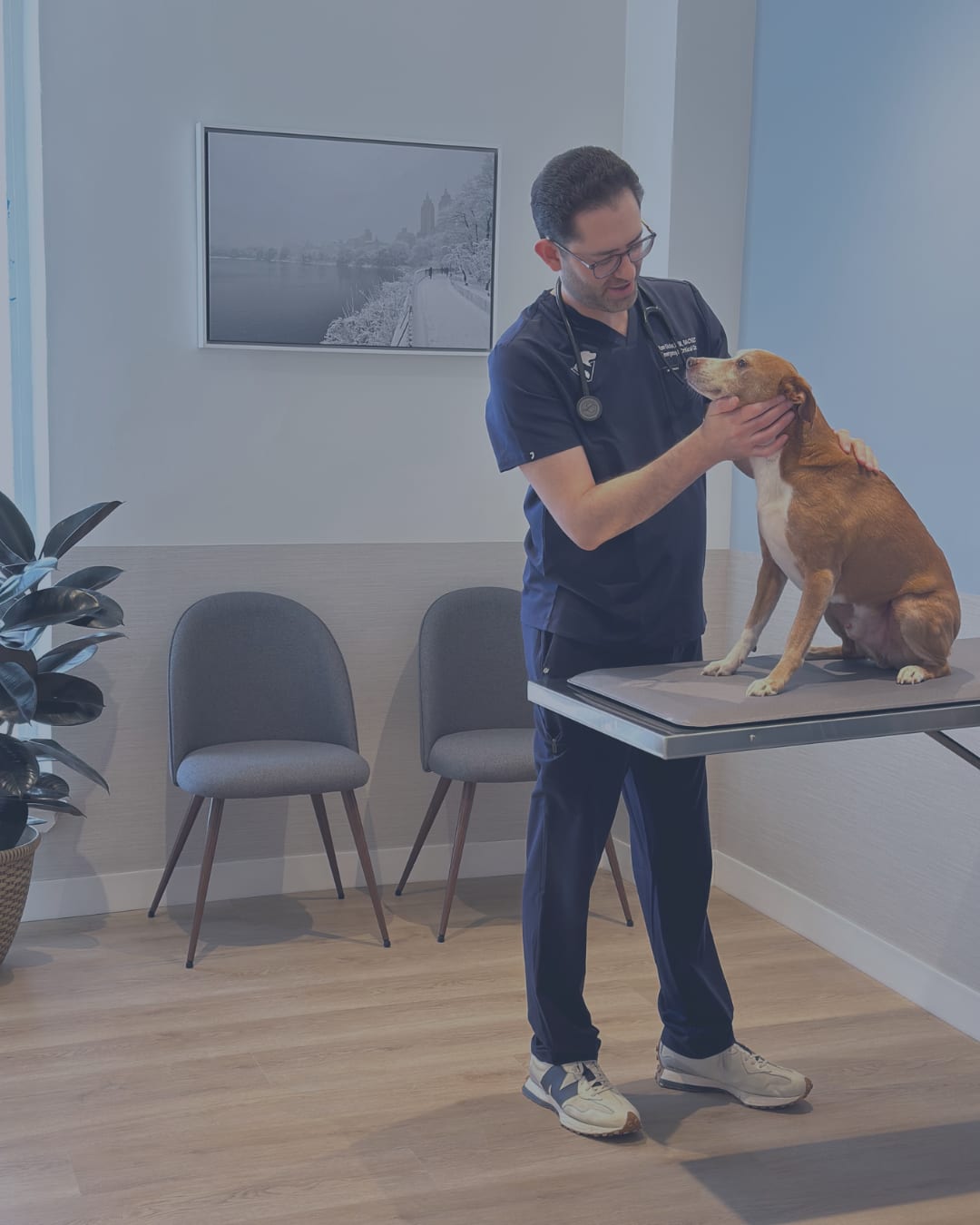 Person in navy scrubs and glasses touching a brown and white dog standing on a table in a room with grey chairs