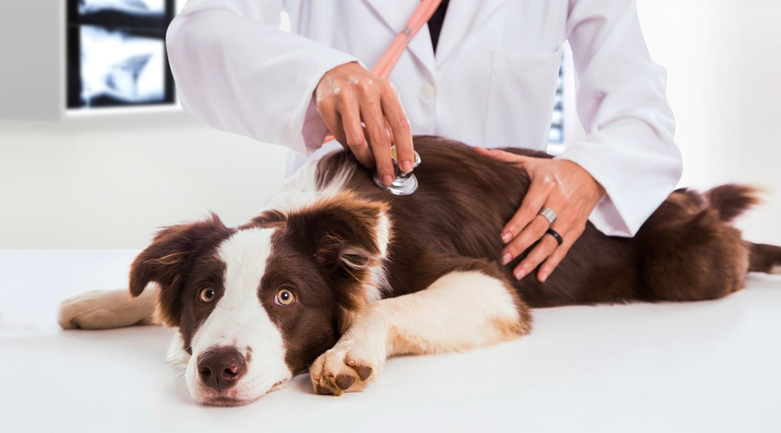 Person in a white coat placing a stethoscope on a brown and white dog lying on a white table