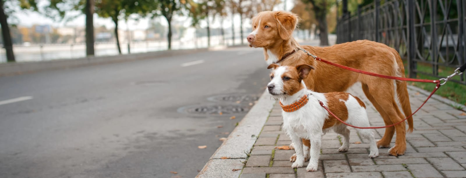 Two dogs on red leashes standing on a city sidewalk next to a road