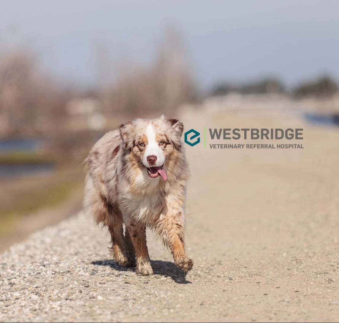 Westbridge Veterinary Referral Hospital - West Bridgewater