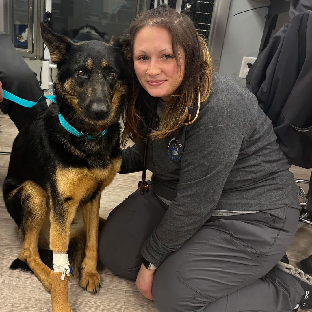 Person in grey scrubs kneeling next to a large black and tan dog with a teal collar and a wrapped front leg