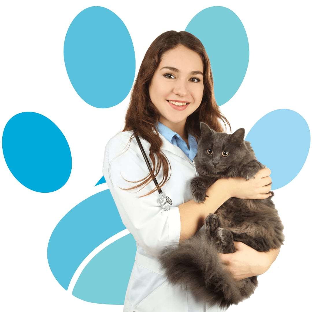 Smiling person in a white coat with a stethoscope holding a fluffy grey cat, in front of a blue paw print shape