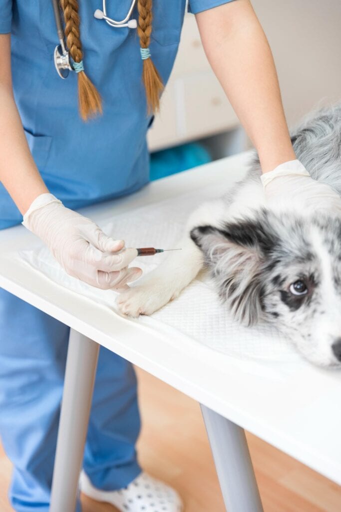 Person in blue scrubs and gloves holding a syringe by a grey and white dog lying on a table