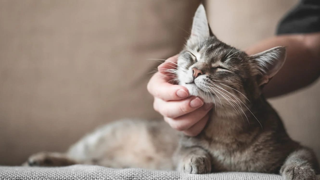 Tabby cat with closed eyes having its chin stroked by a hand on a grey sofa