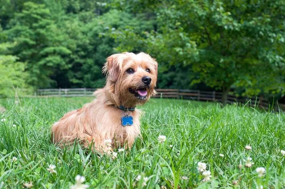 Small tan scruffy dog with a blue tag sitting in a grassy field with white clover