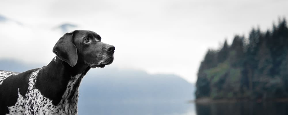 Black and white speckled dog looking upward beside a misty lake and evergreen trees