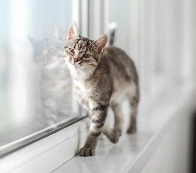 Rivergate Veterinary Clinic - New York