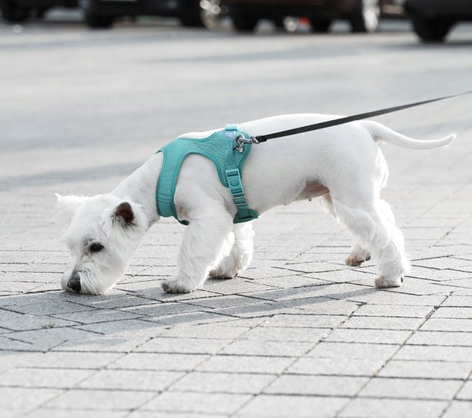 White dog in a teal harness on a black leash sniffing a paved street