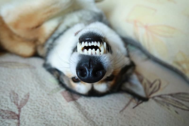 Grey, white and tan dog lying on its back on a patterned blanket with its teeth showing