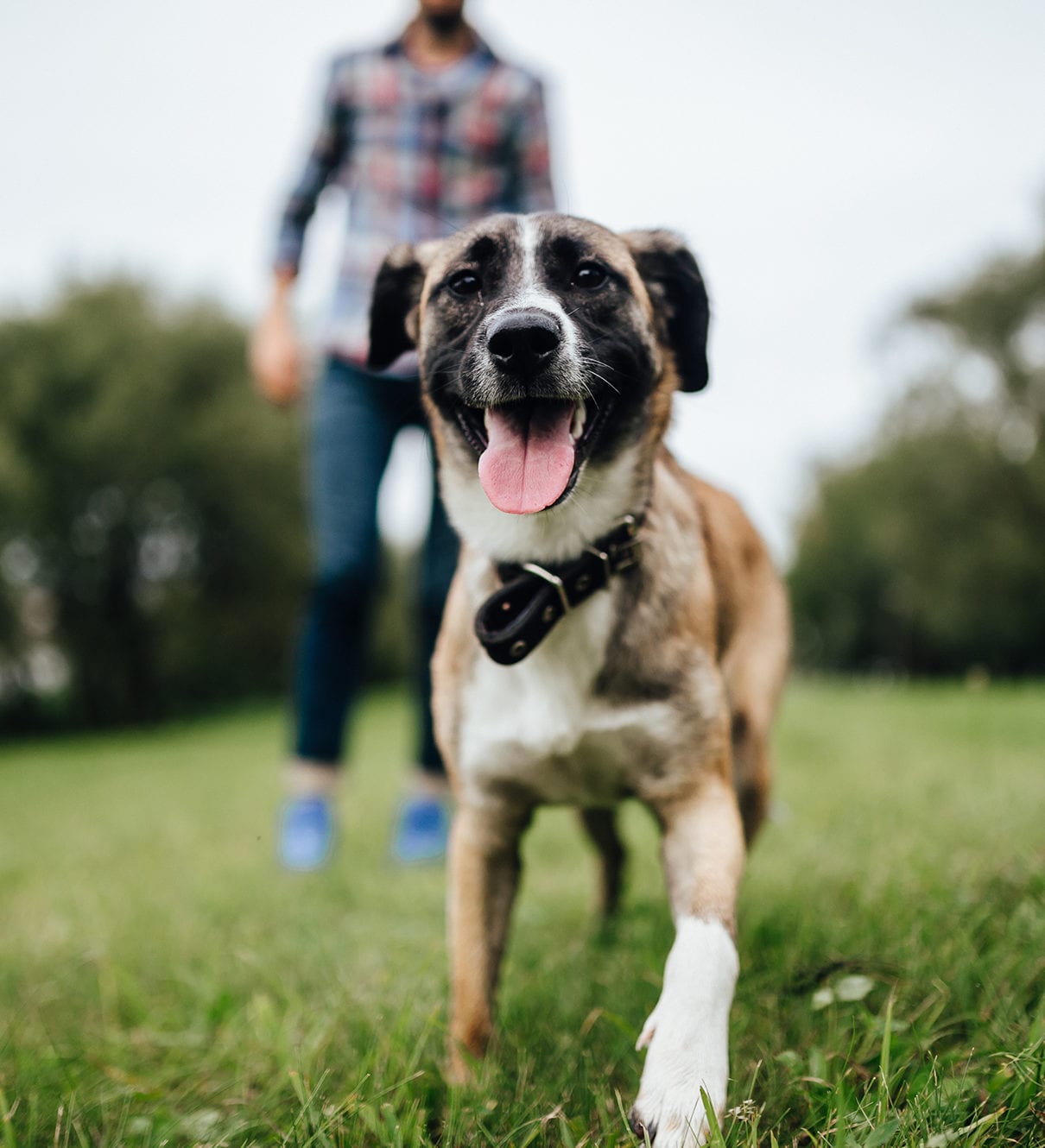 Brown and white dog with its tongue out running toward the camera on a lawn