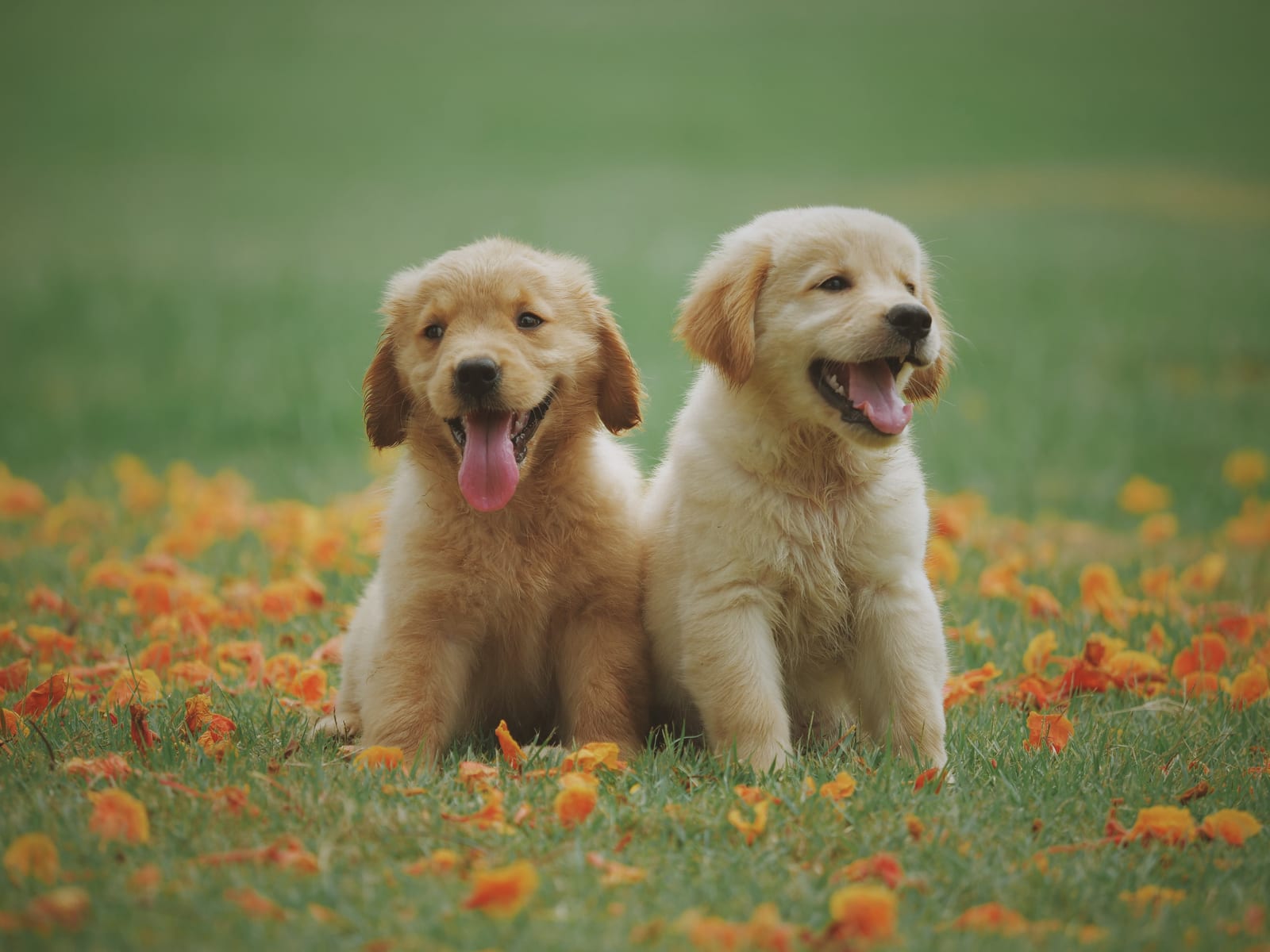 Two golden puppies sitting side by side on grass scattered with orange petals