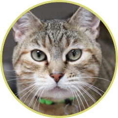 Brown tabby cat with green eyes and a green collar in a circular frame with a yellow-green border
