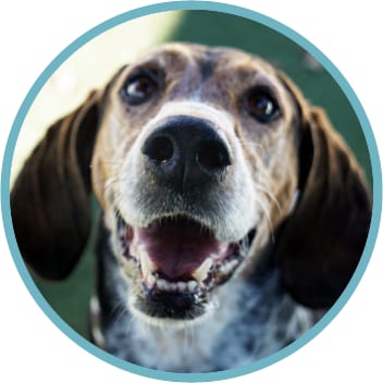 Brown, white and black dog with floppy ears and open mouth in a circular frame with a teal border