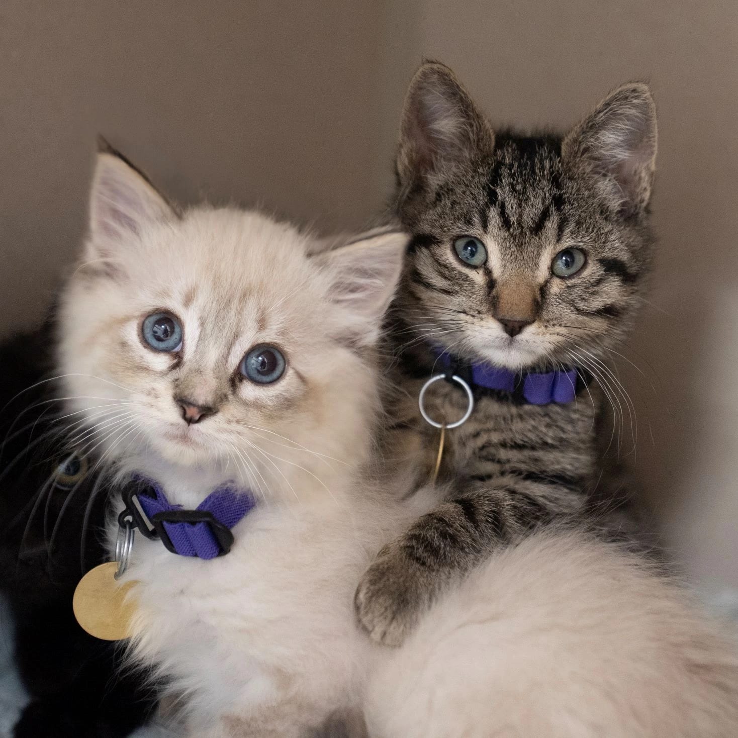 Two kittens with blue eyes and purple collars, one cream and fluffy and one brown tabby
