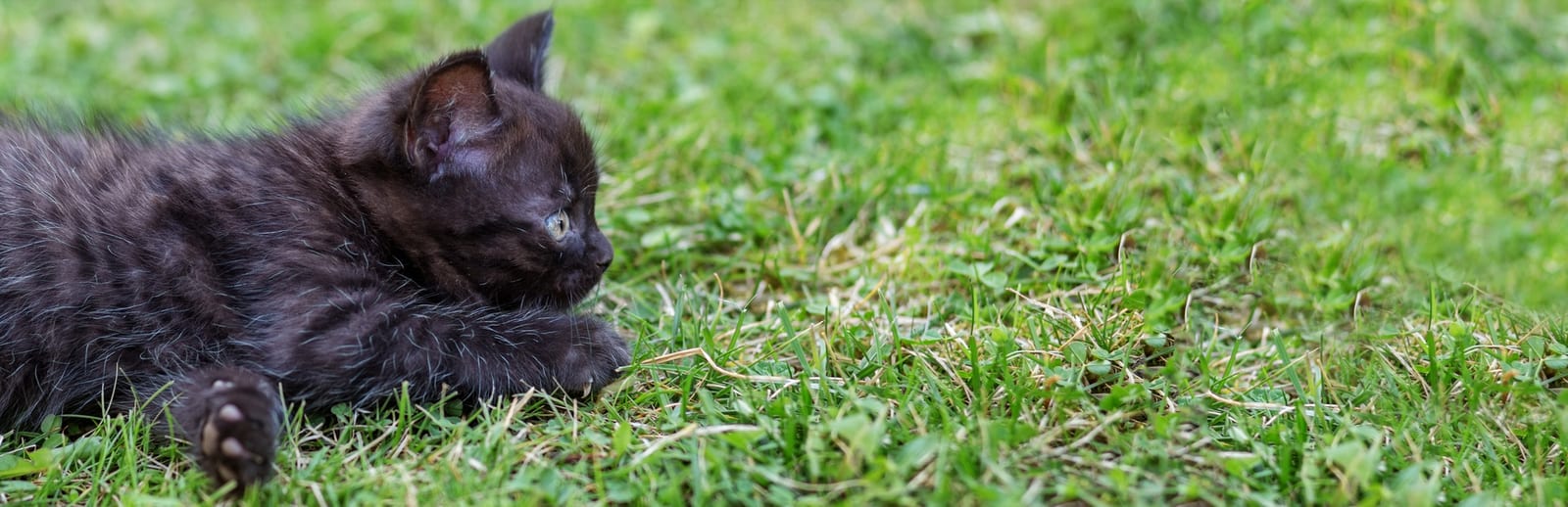 Black kitten lying on short green grass