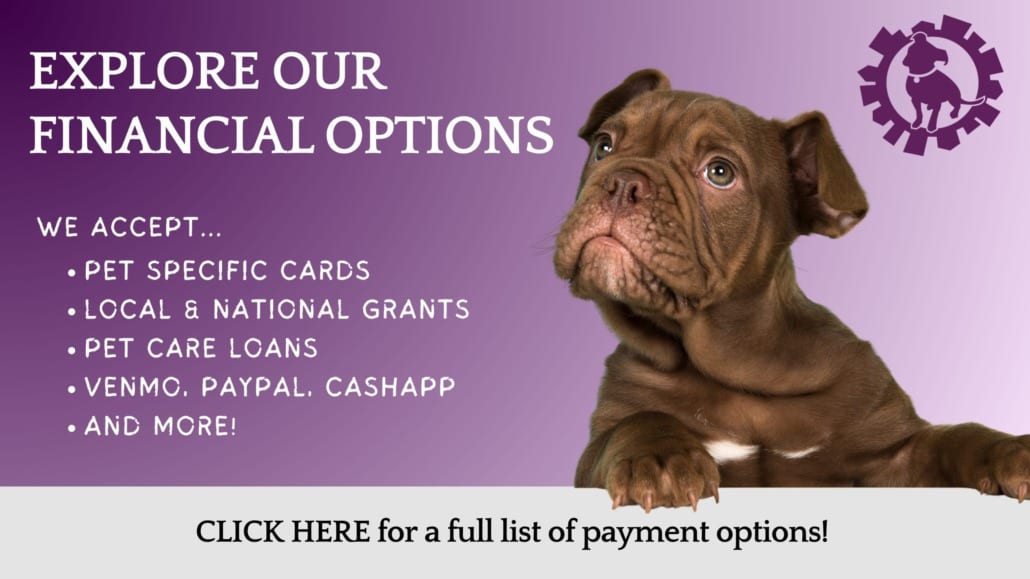 Purple graphic reading Explore our financial options beside a brown wrinkled-faced puppy