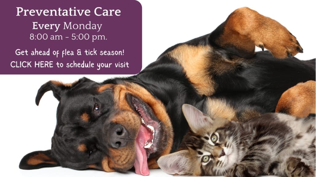 Access Veterinary Care - Minneapolis