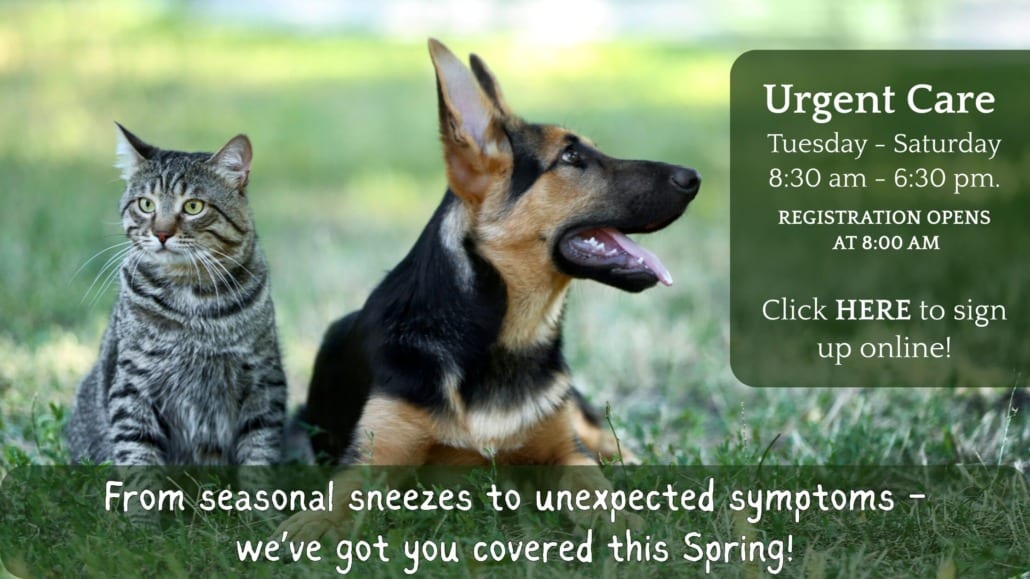 Urgent Care graphic with a tabby cat and a dark-faced dog on grass beside hours text