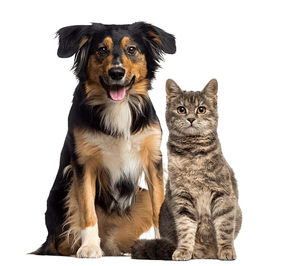 Black, tan and white dog sitting next to a tabby cat on a white background