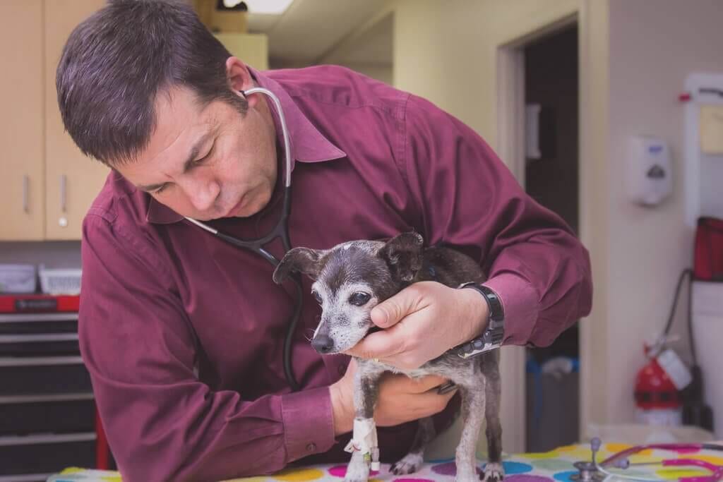 Man in a maroon shirt with a stethoscope holding a small grey and white dog on a colorful table