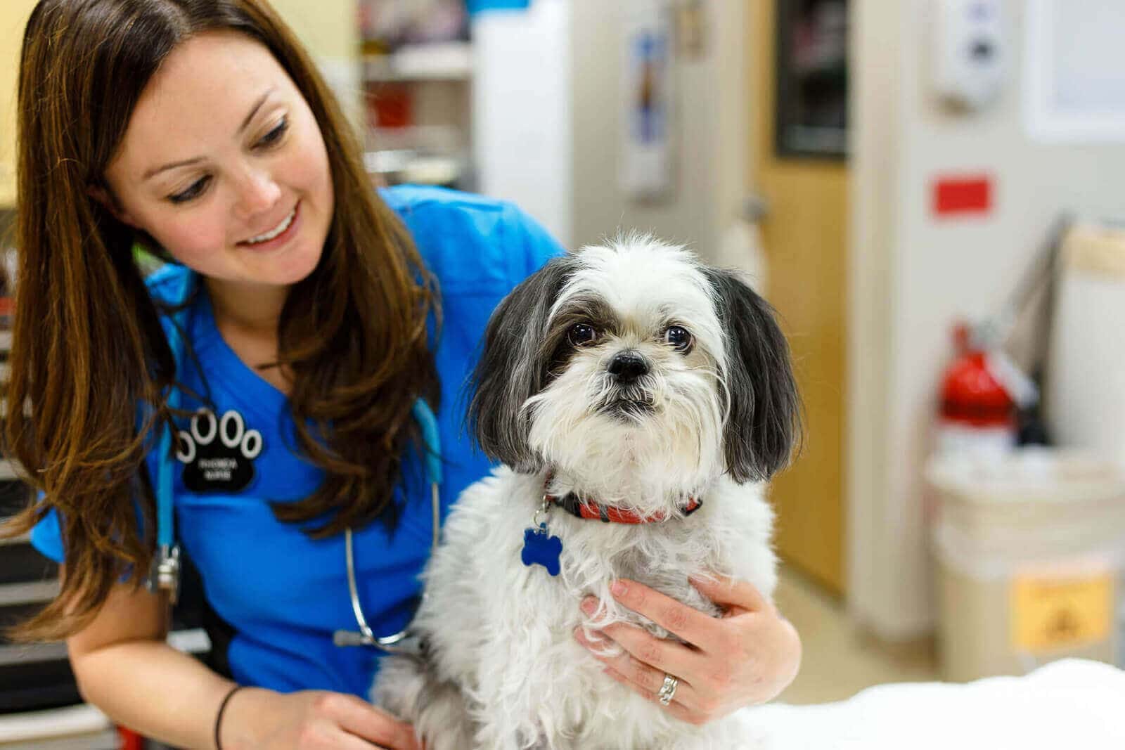 Smiling woman in blue scrubs with a stethoscope holding a small shaggy grey and white dog