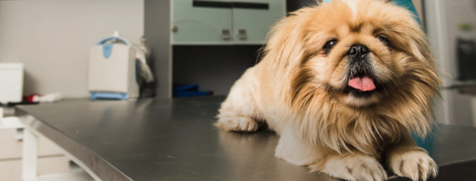 Fluffy golden-tan dog with a short flat face lying on a dark table in a clinic room