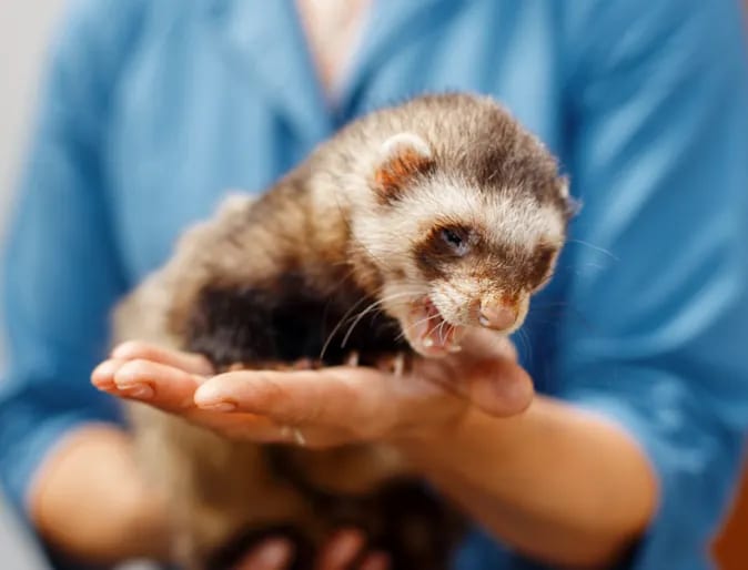 Ferret with a cream face and dark fur sitting in a person's open hands