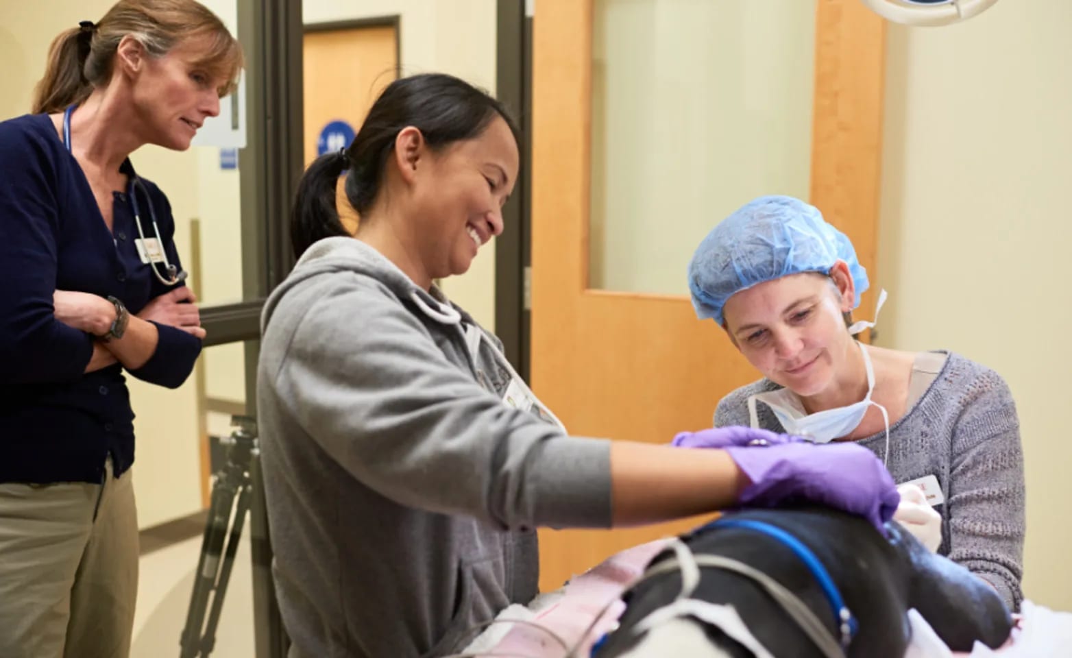 Three people with a dark dog lying on a table, one in a blue surgical cap and purple gloves