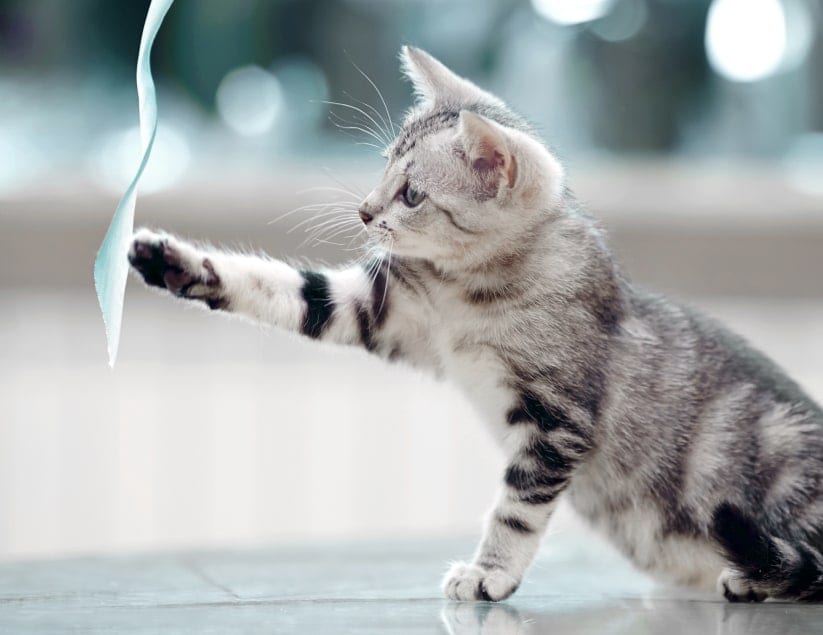 Grey tabby kitten reaching a paw toward a light blue ribbon