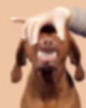 Tribeca Veterinary Dentistry - New York