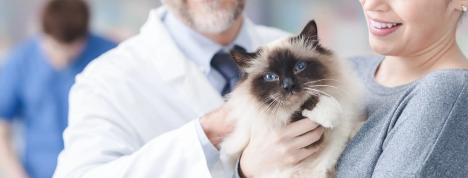 Woman holding a fluffy cat with a dark face and blue eyes beside a man in a white coat