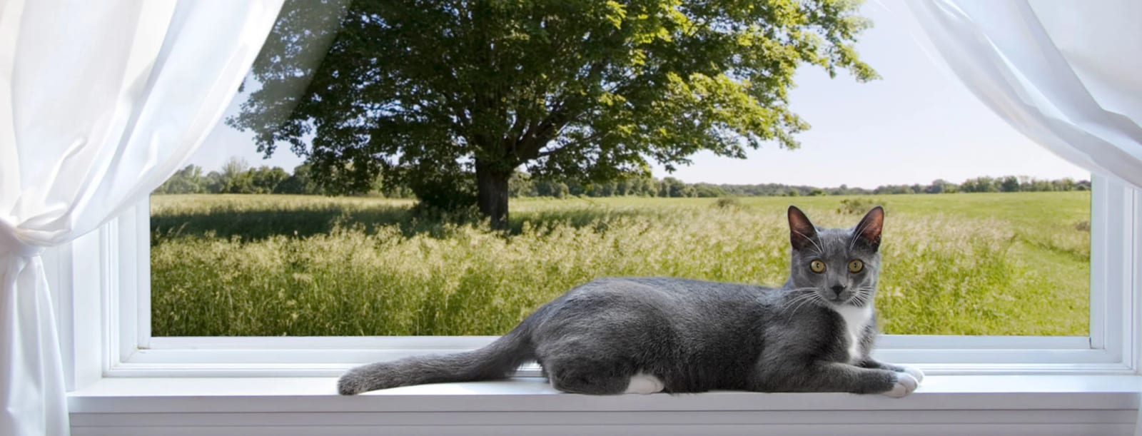 Grey cat lying on a window sill with white curtains and a grassy field outside