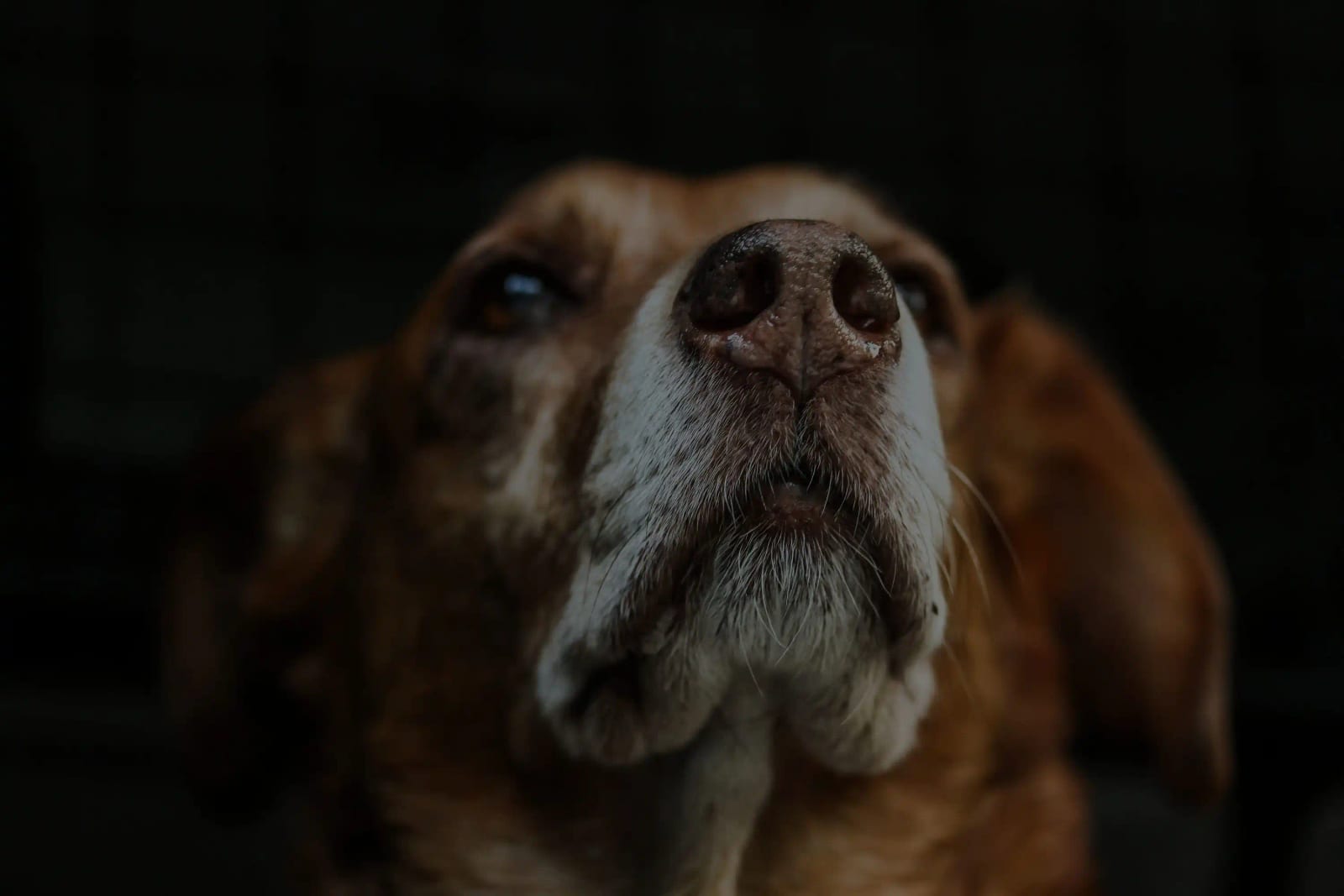 Dim close-up of a brown and white dog's nose and muzzle tilted upward against a dark background