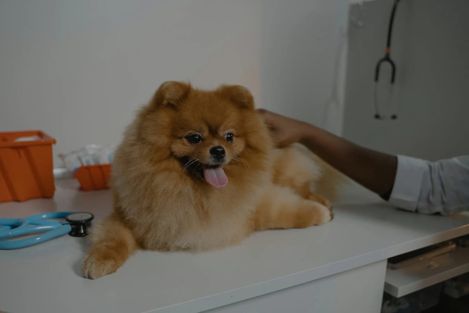 Small fluffy orange dog lying on a white counter with a person's hand resting on its back