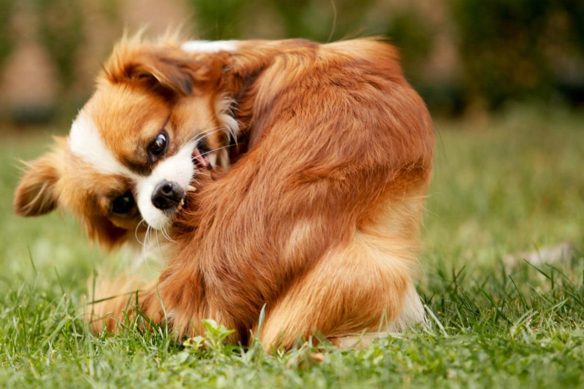 Fluffy orange and white dog twisted around nibbling its side while sitting on grass