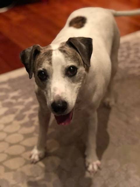 White dog with grey-brown markings standing on a patterned rug and looking up at the camera