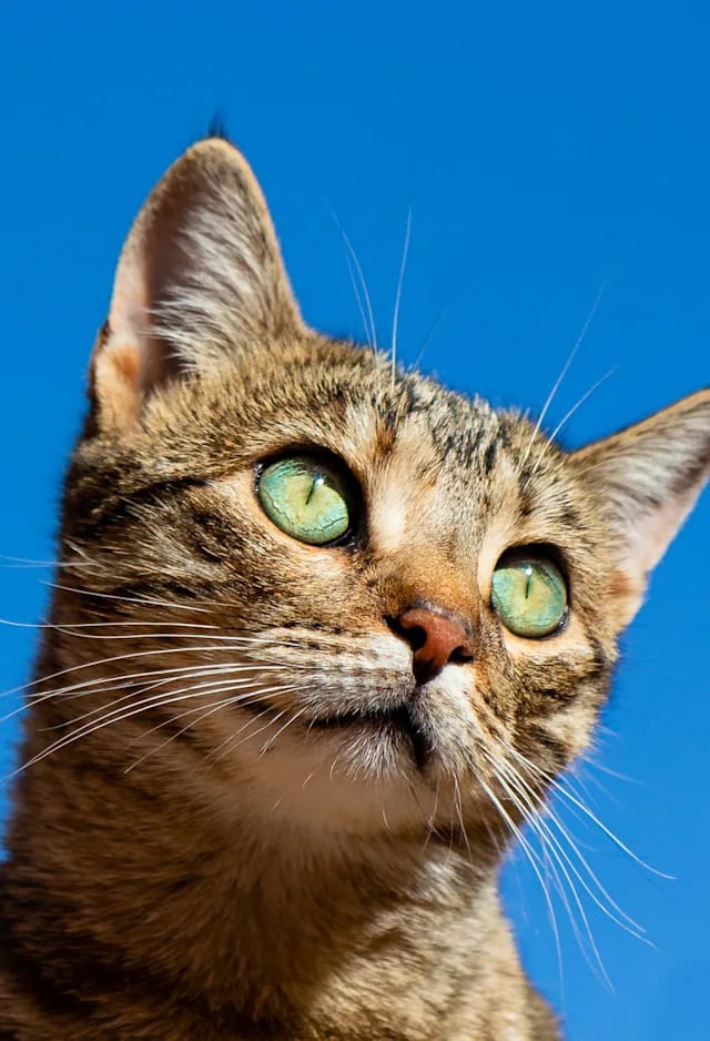 Close-up of a tabby cat with green eyes looking upward against a blue sky