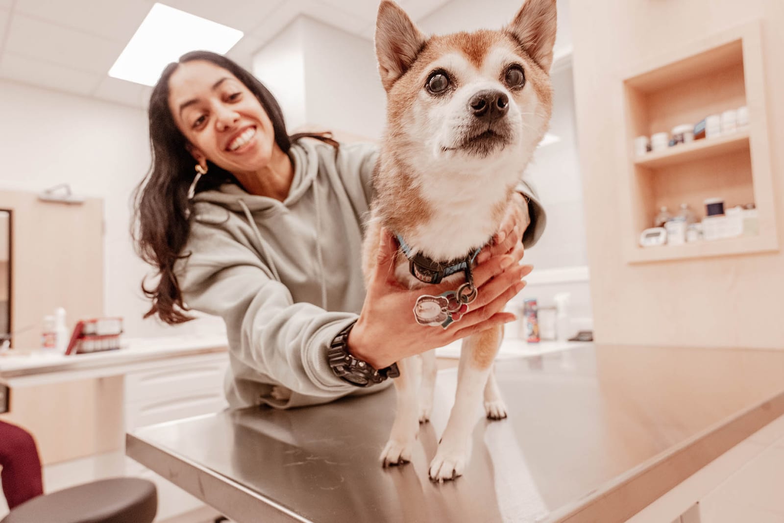 Smiling woman in a grey hoodie holding a small tan and white dog on a stainless steel table