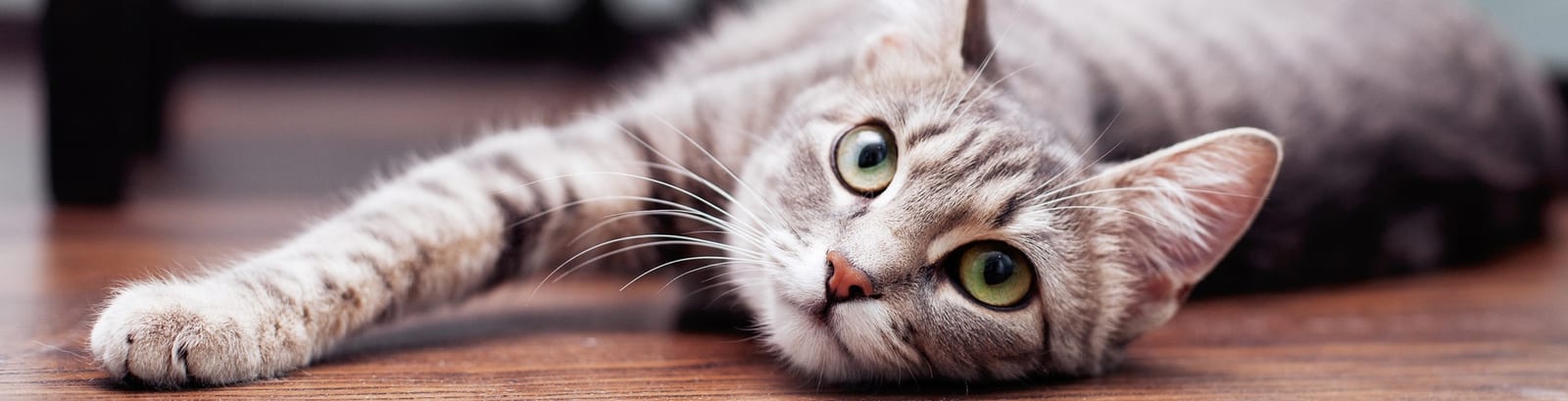 Grey tabby cat with light green eyes lying on its side on a wooden floor