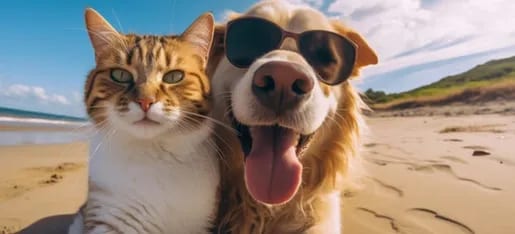 Orange and white cat beside a golden dog in sunglasses on a sandy beach