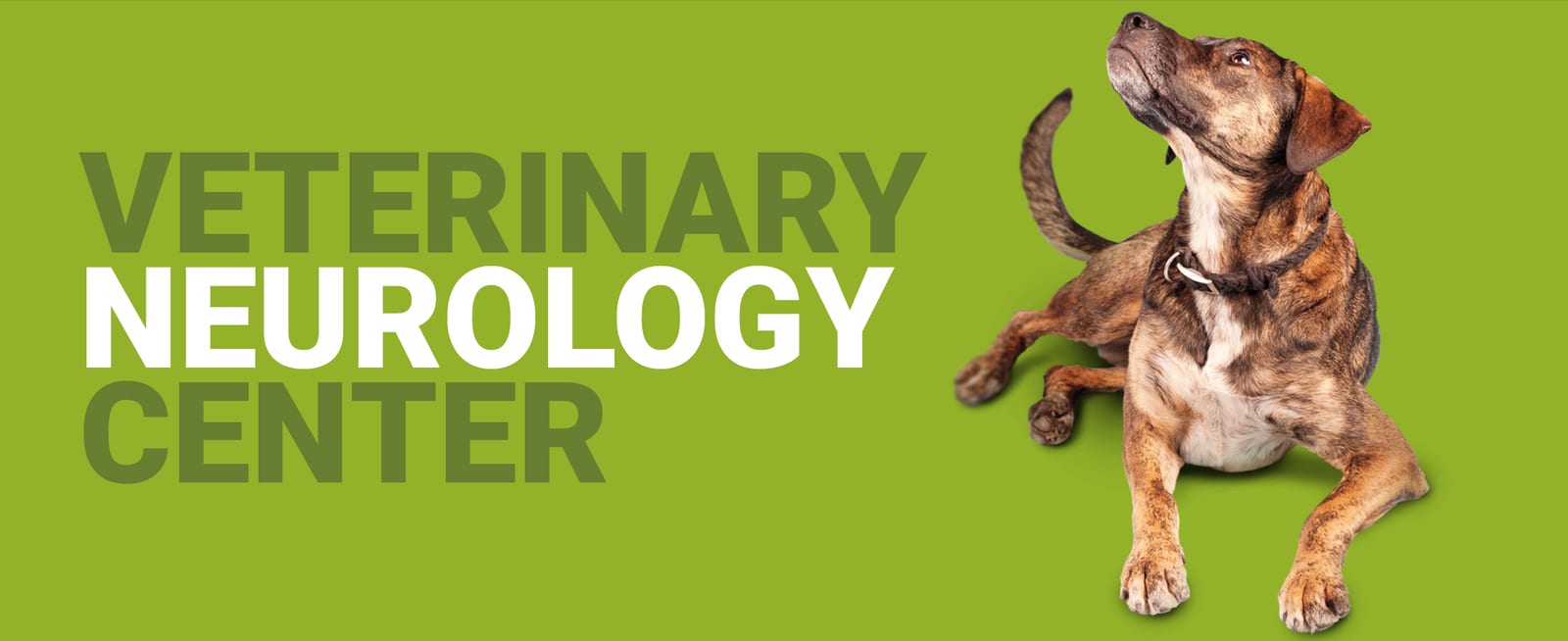Green banner reading Veterinary Neurology Center with a brindle dog lying and looking up