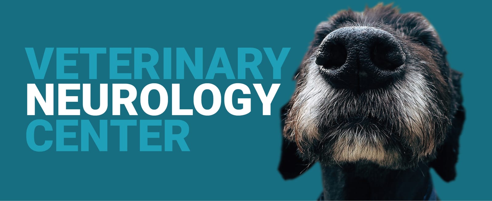 Teal banner reading Veterinary Neurology Center with a close-up of a dog nose and muzzle