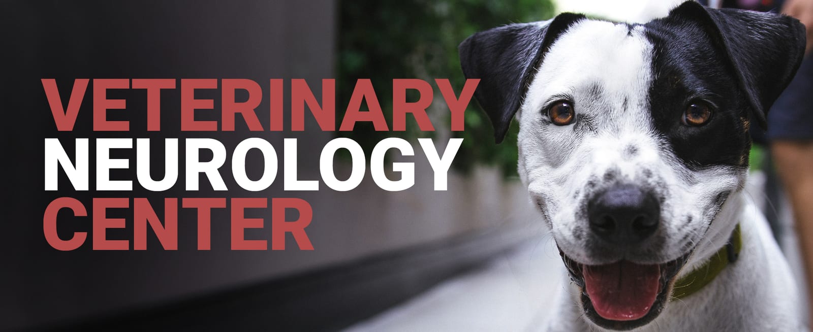 Banner reading Veterinary Neurology Center beside a smiling black and white dog