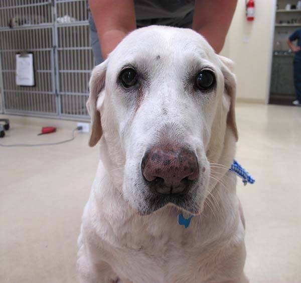 White dog with a blue collar sitting on a cream floor in front of wire kennels