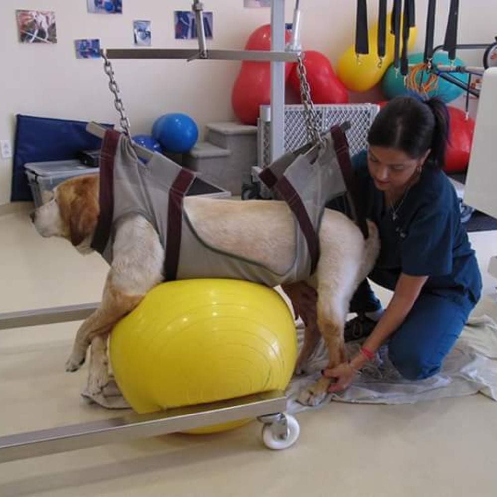 Golden dog held in a grey sling over a large yellow exercise ball while a person in scrubs kneels beside it