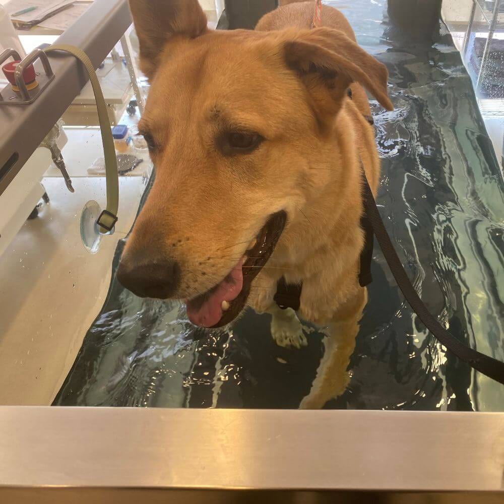 Tan dog with its mouth open standing in a water-filled tank with a stainless steel rim