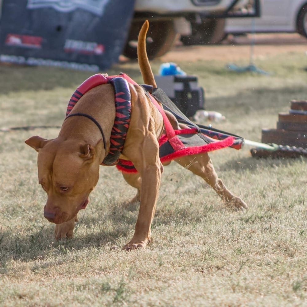 Center for Veterinary Pain Management and Rehabilitation - Spring