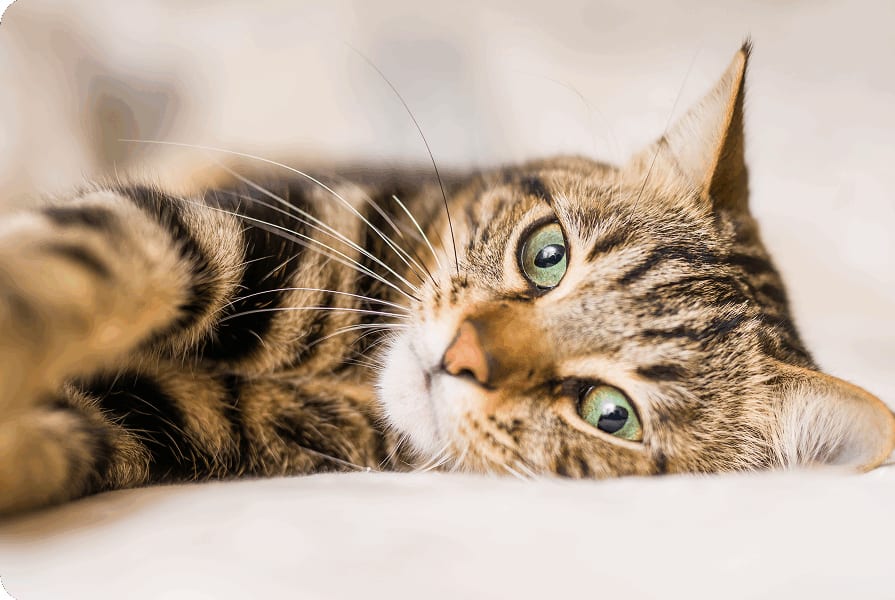 Brown tabby cat with green eyes lying on its side on a pale bed