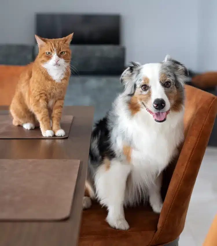 Ginger cat on a table beside a tricolour dog sitting on an orange chair